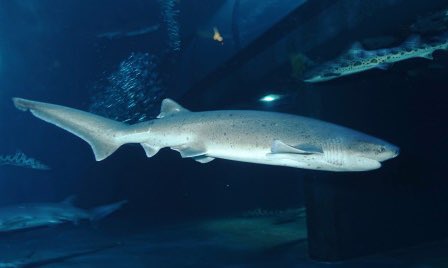 My favourite shark is the sevengill shark. Most sharks have five gills (these are the slits that allow most fish to “breathe” underwater) but sevengills are super extra and have seven. Also their name is very literal which I appreciate.