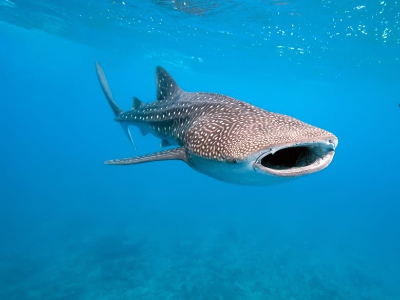 You probably think that The Great White Shark is the biggest shark but you are wrong. It is the Whale Shark. They eat small fish and do not give a fuck about humans, tbh. Unbothered.