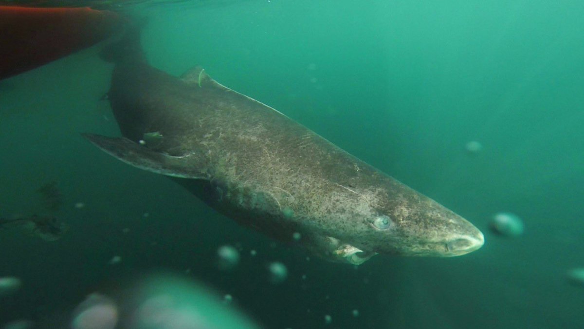 There are sharks in the arctic called Greenland Sharks that we have calcium dated as being at *least 272 years old, and probably will live into their 500s.