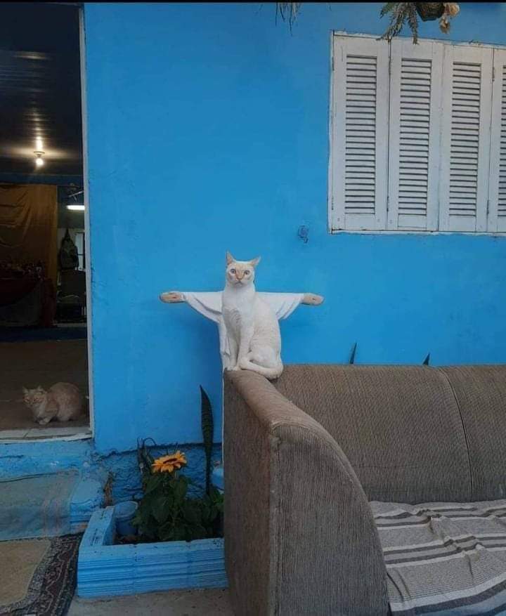 gatitos_qctd's tweet photo. Les quiero hablar sobre mi religión https://t.co/SKVZhzQC8x