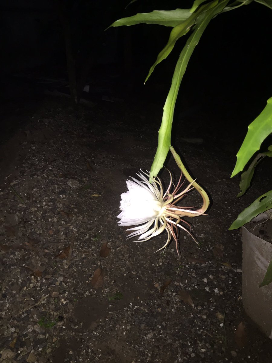 Pushpak Dessai (@pushpak_desai) on Twitter photo 06/09/2020 18:45:08 Brahmkamal at my home Brahmkamal at my home