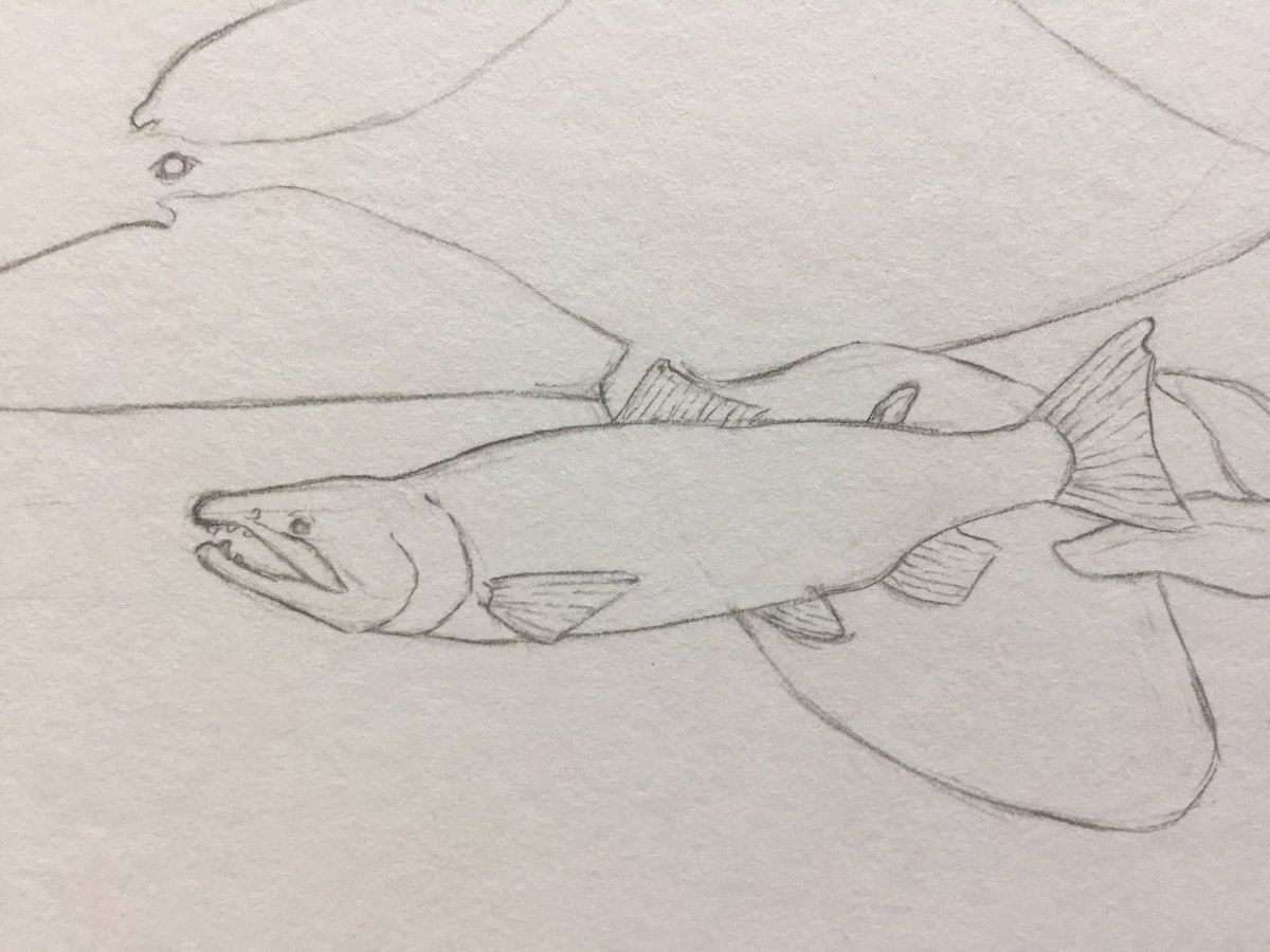These chinook salmon in my current work in progress will have to do for today’s #SundayFishSketch!