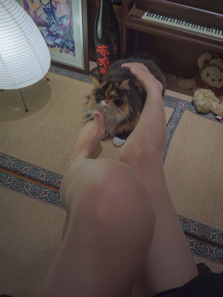 konohanarinrin's tweet photo. #長毛りんりん

这种自拍风格一看就非常琳琳，怎么能这么琳琳！袜子是来自新锐袜社・梦奇遇@Dream_QY的初恋砂色。

@dianhuji https://t.co/kuc5mZQY6k