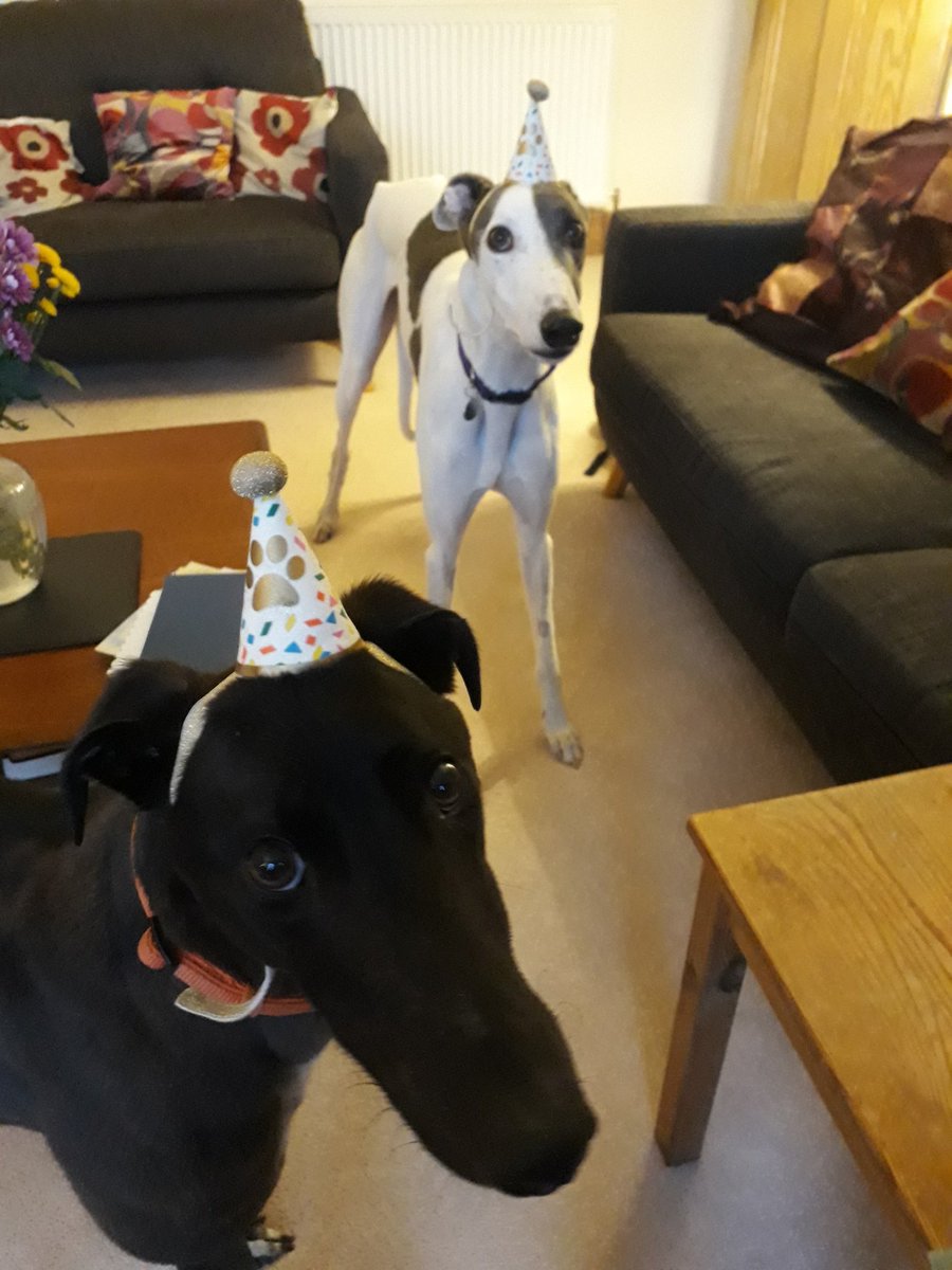 Kaspar (L) and Charlie (R) put their party hats on to celebrate Charlie's birthday - 3 today! Pupcakes were eaten... <a href="/Homes4hounds1/">Homes4hounds</a> <a href="/GAL_scotland/">Greyhound Awareness League (GAL)</a>