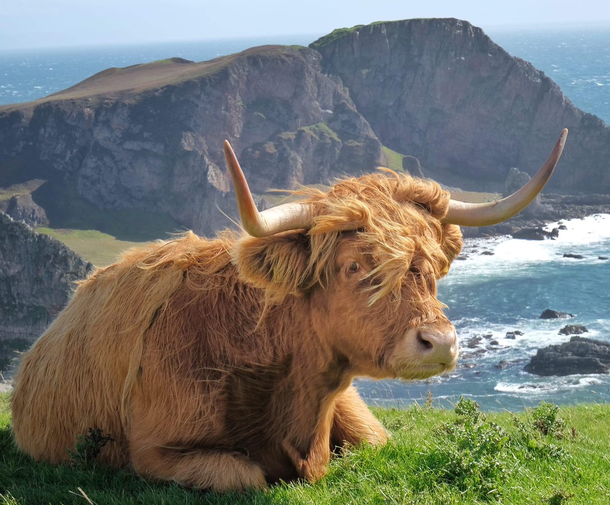 IslayandJura's tweet photo. Thanks to Stuart MacFarlane for this fabulous pic of one of our hairy highland coos here on Islay taken on the Mull of Oa with a stunning back drop and she’s looking very relaxed and windswept #highlandcoo #islay #coosday #coo #highland #oa #walk #walkIslay #beach #caves #explore https://t.co/UNUyA3aa8w