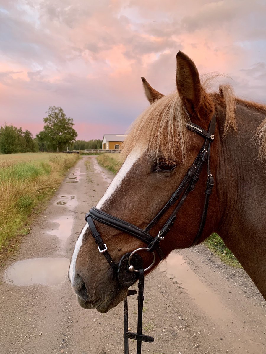 Tänään vietetään #suomenhevosenpäivä ä. Suomenhevonen on nykypäivänä monipuolinen #harrastehevonen, jolla on myös iso ja tärkeä roolinsa Suomen historiassa. #suomenhevonen