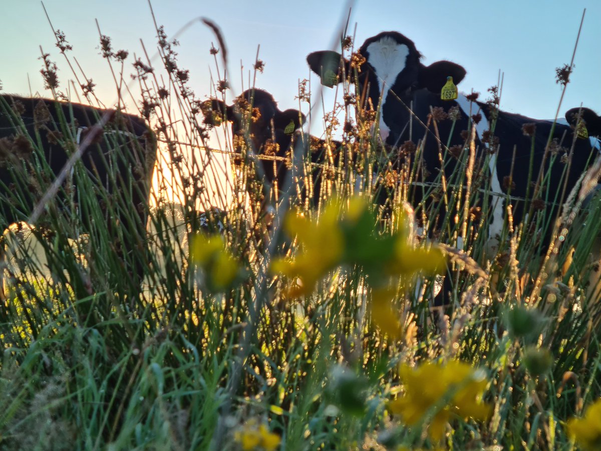 gerritwermink's tweet photo. Wat mevrouw verteld over de weidevogels bij Willem is geen evangelie. Hier hebben we genoeg " kruiden " in het land. Helaas steeds minder weidevogels. Wel steeds meer ooievaars....rovers #onzeboerderij https://t.co/BEQesS5YKV