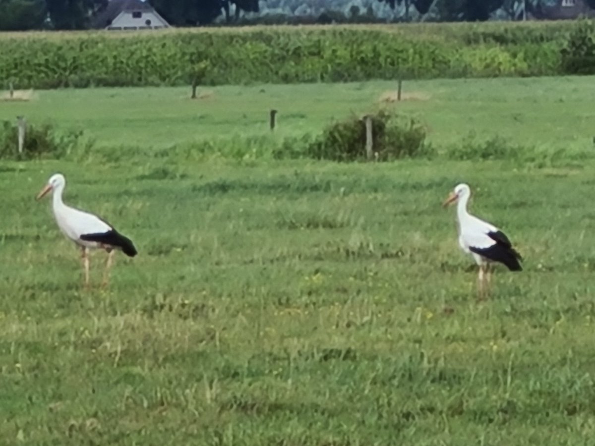 gerritwermink's tweet photo. Wat mevrouw verteld over de weidevogels bij Willem is geen evangelie. Hier hebben we genoeg " kruiden " in het land. Helaas steeds minder weidevogels. Wel steeds meer ooievaars....rovers #onzeboerderij https://t.co/BEQesS5YKV