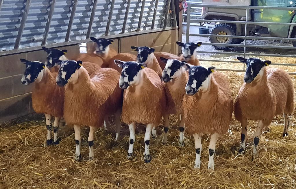 Christine Ryder 😊🐑🐮 tweet media