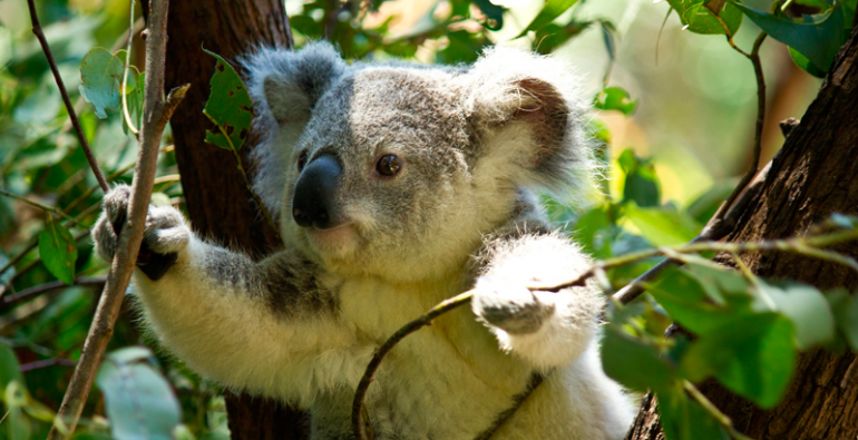 PUMAGUA's tweet photo. La Fundación Australiana del Koala (AKF por sus siglas en inglés) informó mediante un comunicado oficial que “no hay más de 80,000 koalas en Australia”. Lo que hace a la especie “funcionalmente extinta." 🐨  🐨  https://t.co/UMfHLyHwbk https://t.co/8PjGLY7J24