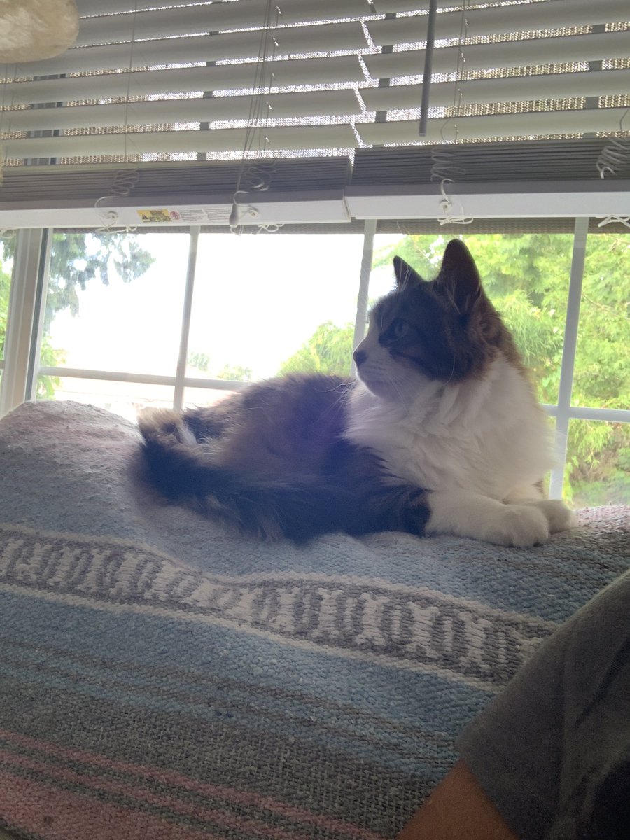 ilovetofuzz's tweet photo. @Fiddle_Pub_Cat Looking after the house https://t.co/7B21GH86JP