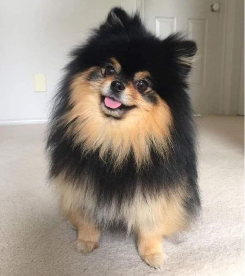 NamjoonLovesK's tweet photo. Guess who turned 3 today 😌😎 🤗🤩😍😍😍😍
#yontan #HappyBirthdayYeontan https://t.co/mhzDdSysN6