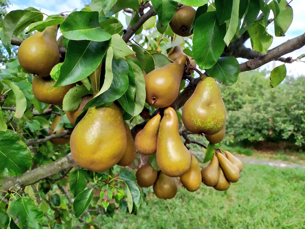 Igor Ferreras tweet media