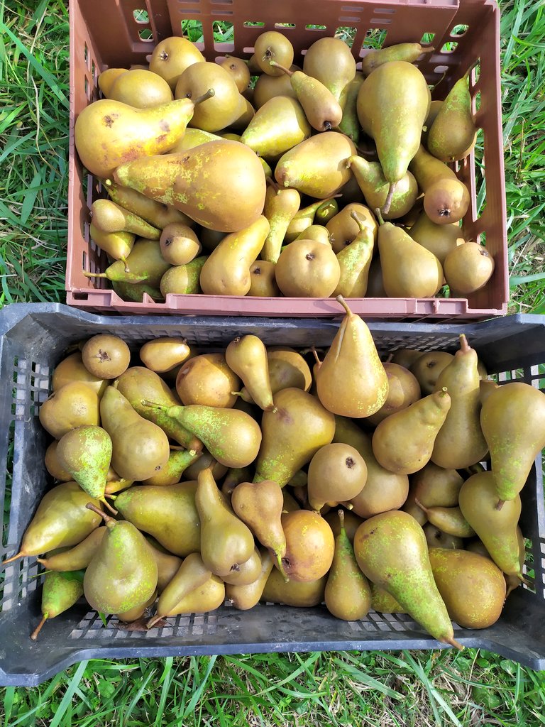 Igor Ferreras tweet media