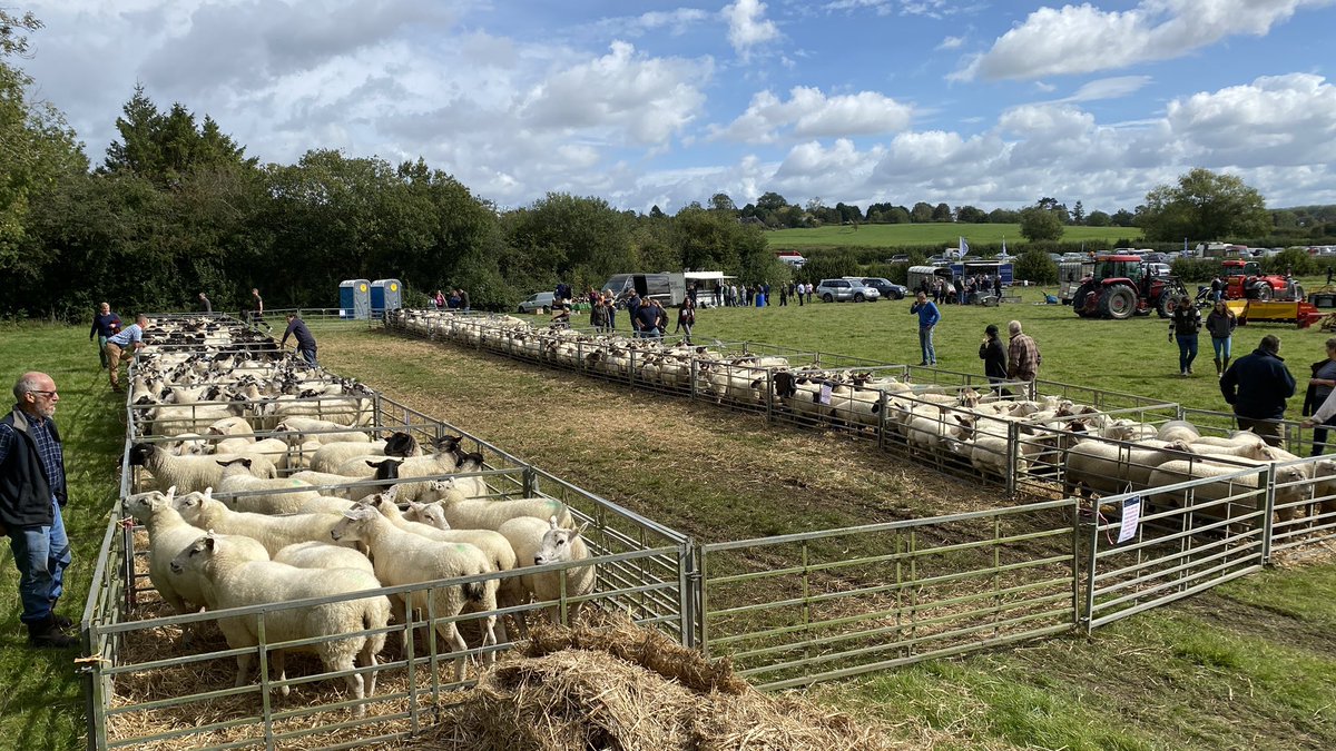 TJH_HowkinsLLP's tweet photo. A fair bit of sheep sorting before 11am on a sunny Saturday @HowkinsLLP farm sale 👨‍⚖️ #auction https://t.co/aCiV6cht27