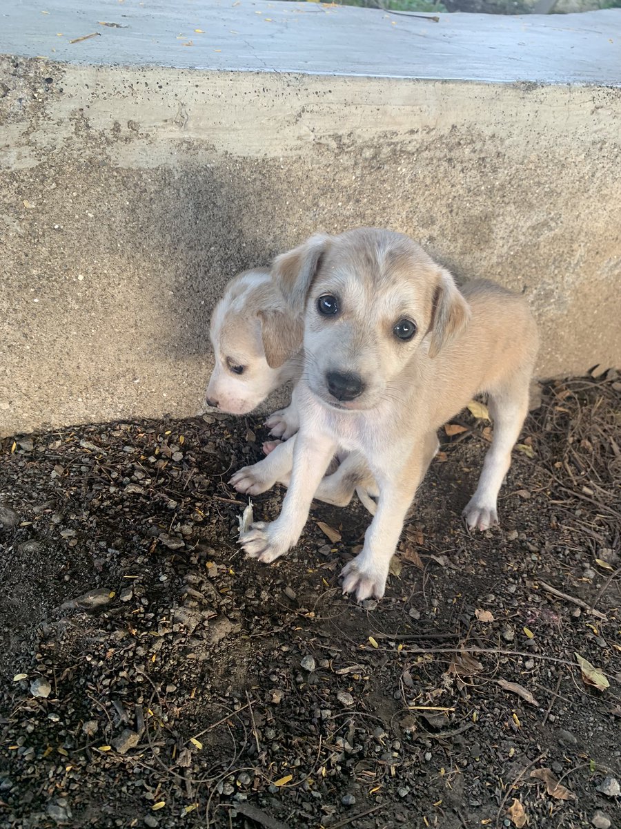 AnushkaPandhare's tweet photo. Just figured out that gender discrimination by humans has reached a level where puppies are abandoned just because they are female. #Cruelty #Discrimination #Peta #AnimalWelfare #dogs https://t.co/3eFX6MtSbx