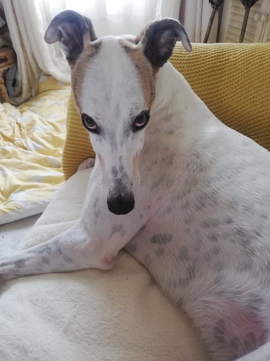 animalmad08's tweet photo. He has the most beautiful eyes in the world...well I think so anyway. #greyhound #lurcher #pointydog https://t.co/J0vW1Fj53K