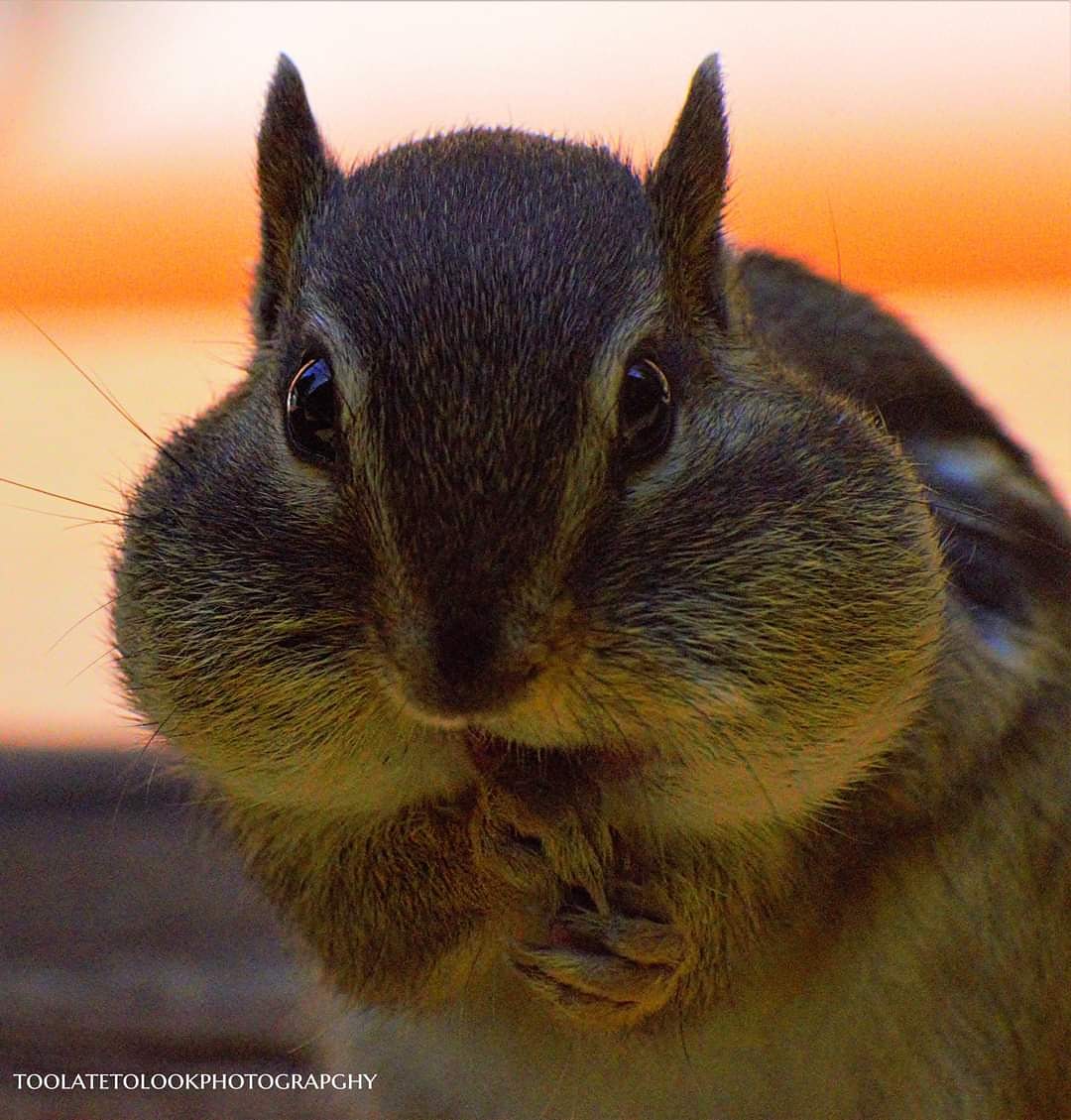 @ThePhotoHour @wildlifepic #yourshotphotographer #nikond5300 #nikonphotography #nikonusa #nikonambassador #wildlifepic #wildlife #wildlifephotography #nature #naturephotography #natgeo #natgeotakeyourshot #natgeowild #chipmunk #cheeks     

etsy.com/shop/toolateto…