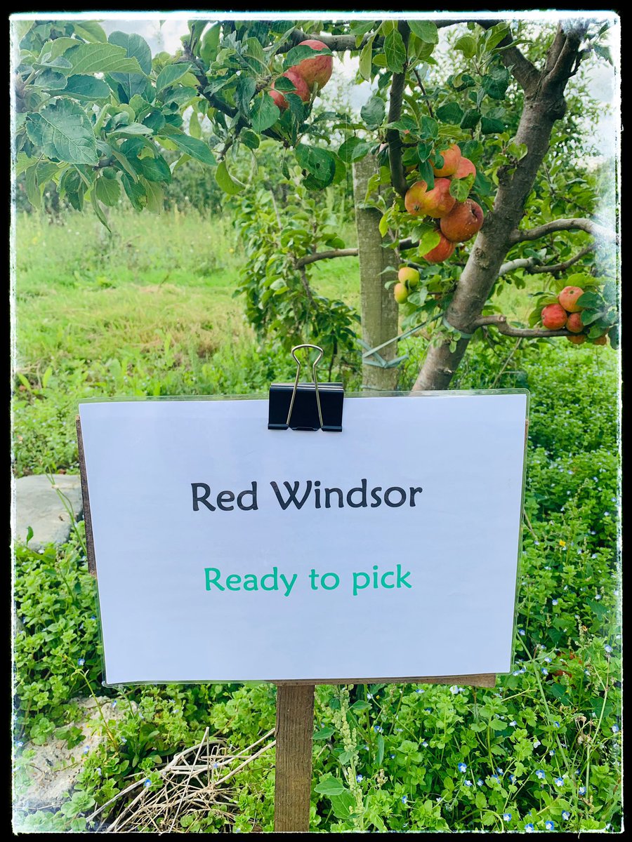 cocoabean77's tweet photo. Great day picking fruits @meopham @KentFarmers #sundayvibes https://t.co/kfetMB5Pi1