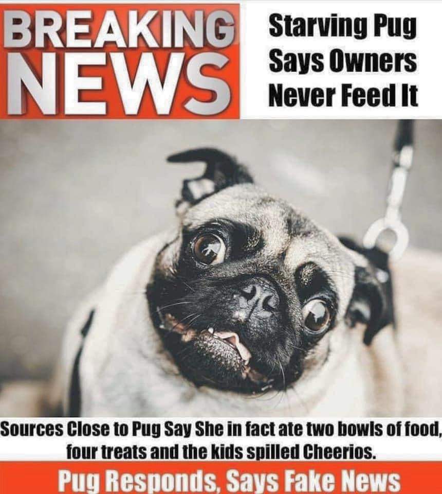ScottBramleyCTO's tweet photo. This is for the #pugsofausd fans! If you have a pug or know someone who has one you know this to be true! https://t.co/uwgo3jrQZg