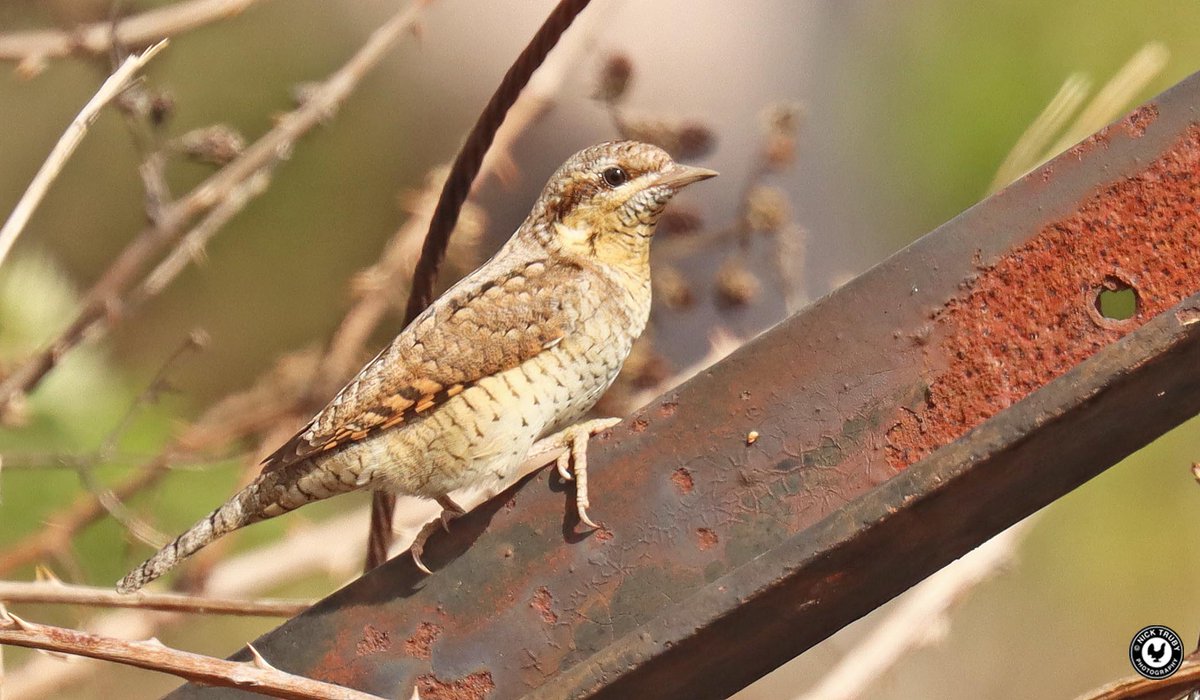 Old Caley tweet media