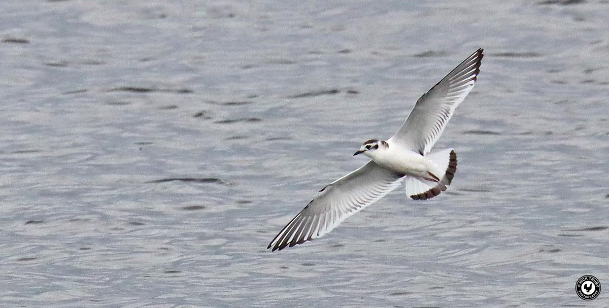 Old Caley tweet media