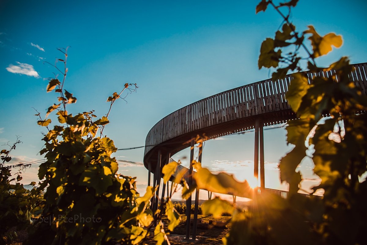 sejkPce's tweet photo. Jiný pohled. Rozhleda Kobylí vrch.
#lookouttower #southmoravia #CzechRepublic #kobylivrch #vino #kobyli #SummerVibes
https://t.co/3pB5mWNV9F
https://t.co/3pB5mWNV9F https://t.co/2R9DTKQYD3