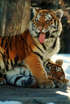 marillion13's tweet photo. Printerest screenshot, #MatingTime, normally #Tigers are solitary cats, they only spent a few days with the other gender the year, eventually later papa tiger will defend his "wife" and his cubs against other tigers, I saw this in a docu once... But mama tiger raises them alone. https://t.co/rbkvDq3sNX