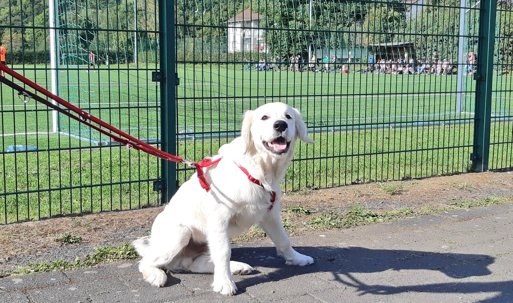 sportplatzhunde's tweet photo. Ein Foto vom vergangenen Sonntag als Golden Retriever Satchmo (6 Mo.) nur für die letzten drei Minuten beim SV #Allnerr-#Bödingen (#DatTeam) reinschneite. Ich hoffe, er bekommt demnächst mal die vollen 90 Minuten.🤞 #Puppy #Hennef https://t.co/u8ty5JHmtB