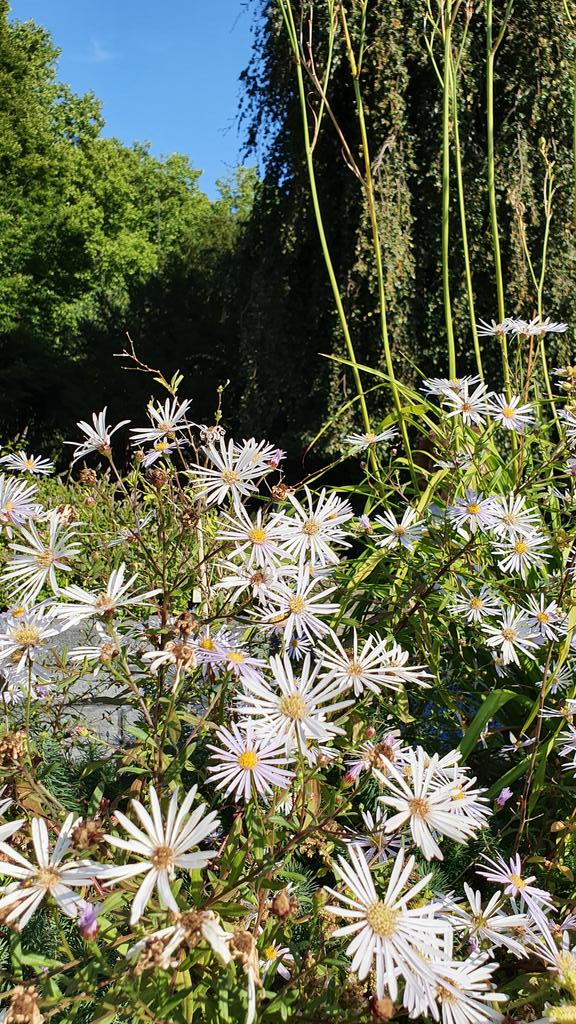 Pyrenäen Aster Stadtgarten