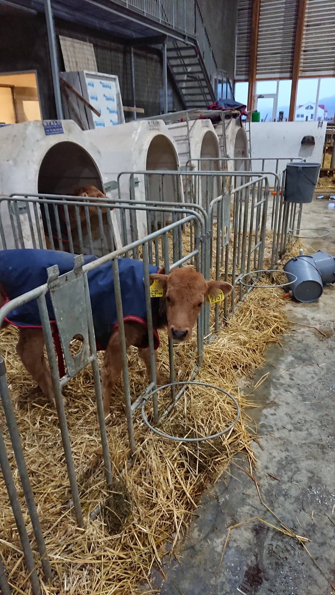 Spending some time on the family mayo farm while my stuff is being moved from Colorado to Baltimore. Meet Pippin, one of our new calves. I named him after a musical I was introduced to by <a href="/blaseball_jazz/">Broken Ridge Jazz Hands</a>. He’s going to grow up to make a lot of good mayo I just know it!