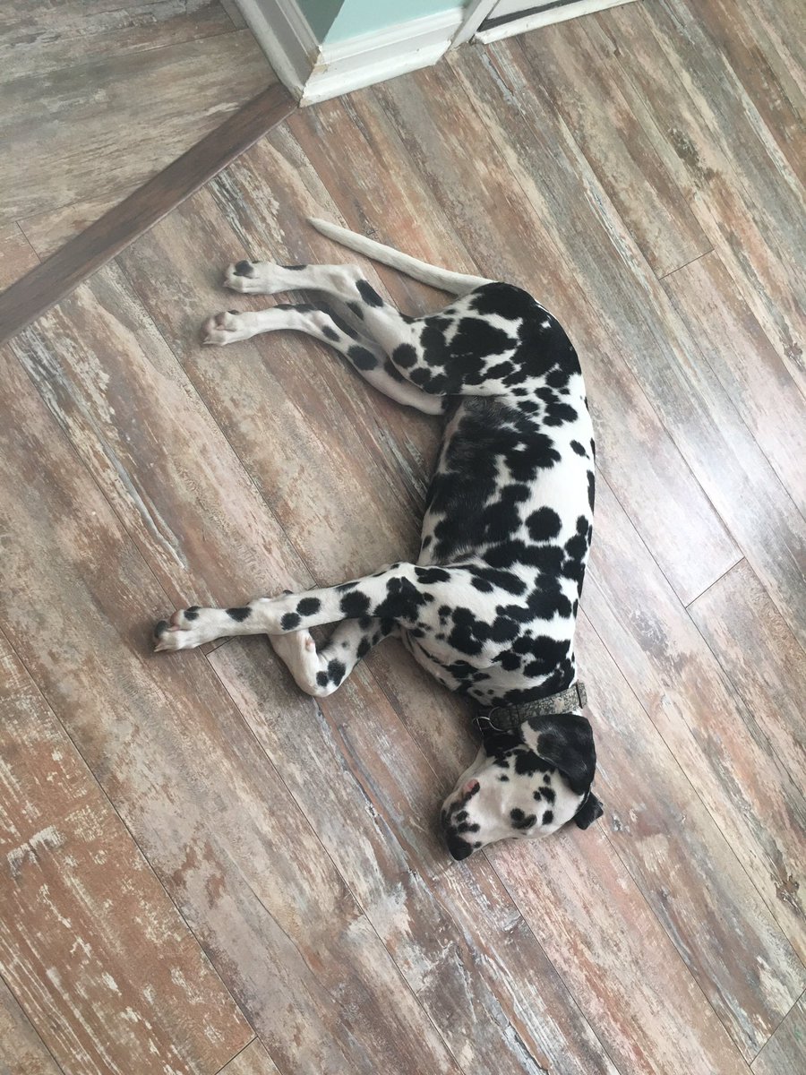 IAmAMedIntern's tweet photo. The pup is pooped!
But we’re both getting a chance to breathe this weekend 👏🏼👏🏼 https://t.co/Q9aCtuw4gj