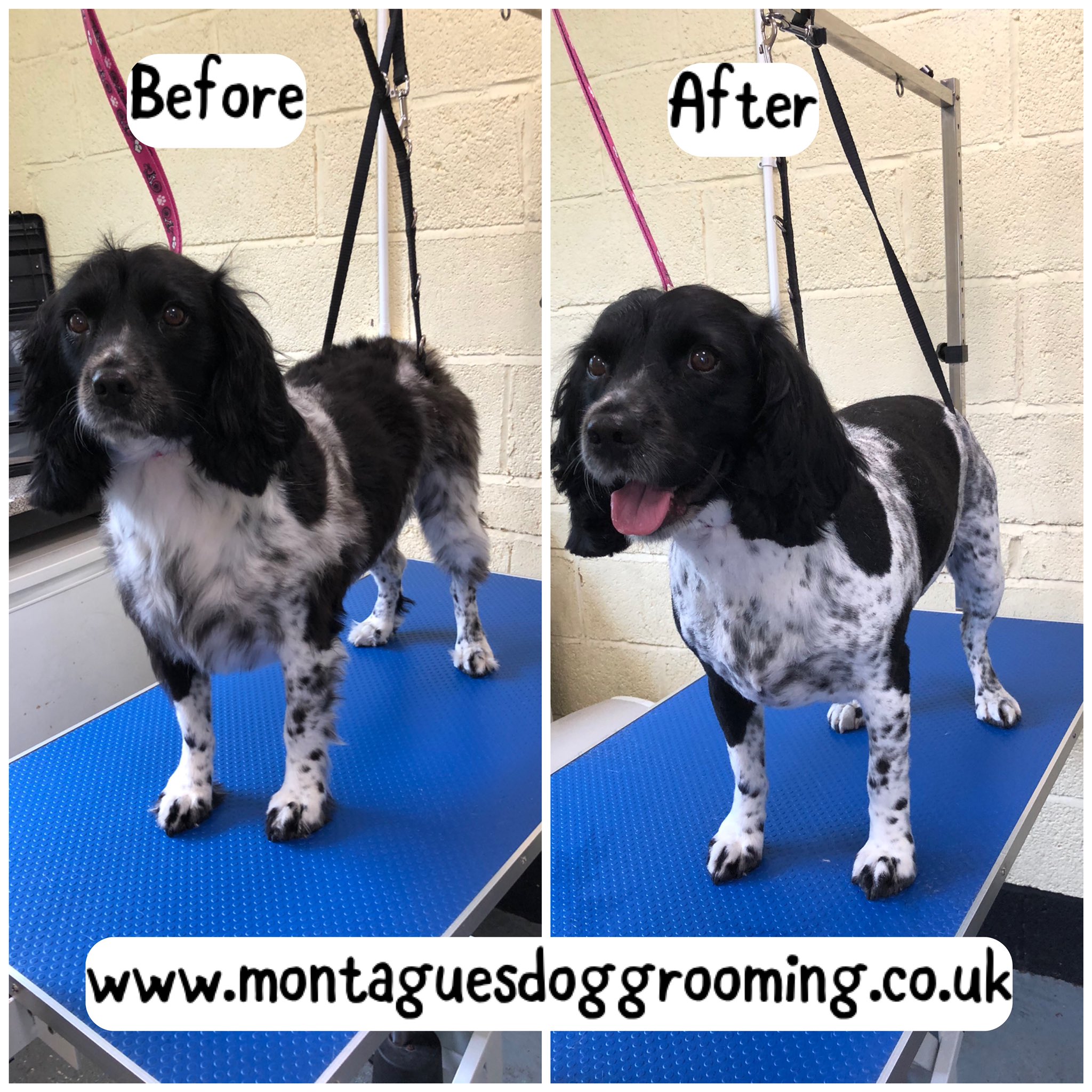 Montagues Dog Grooming on Twitter "montaguesdoggrooming doggroomer 