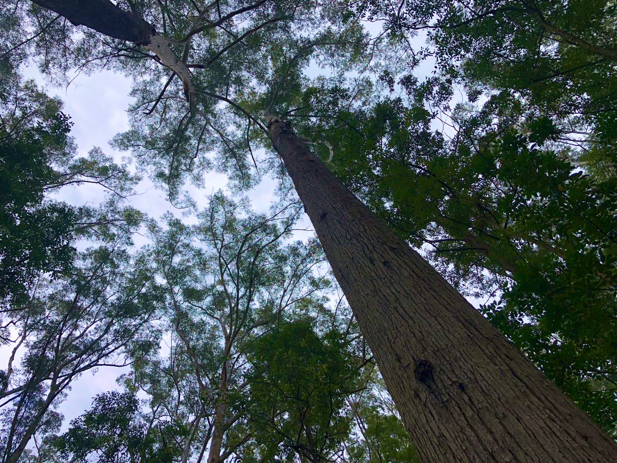 marissahoho's tweet image. Tall trees in #coopernookstateforest #supportworkerlife