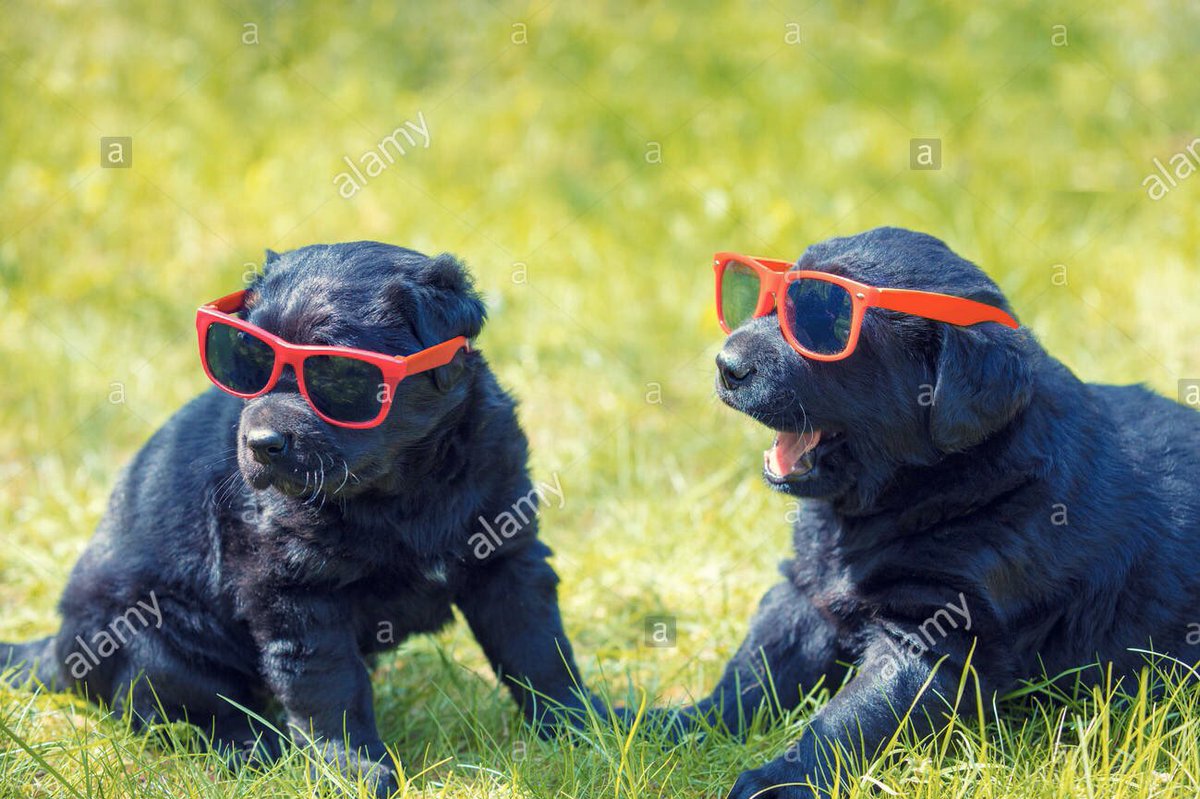 day 28 of 1988 as puppies 