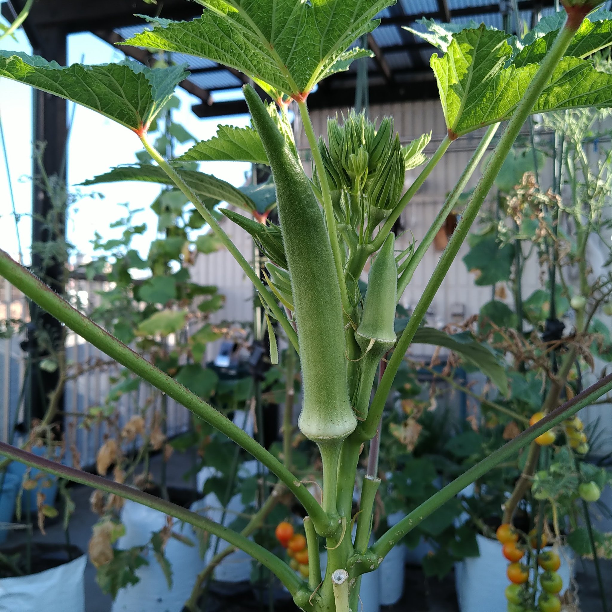 袋栽培のtheskyfarmers あと一 二回でオクラは終了 袋栽培 オクラ スムースグリーン アタリヤ Plantgrowbags Urbanfarming 家庭菜園 Kitchengarden ベランダ菜園 プランター Theskyfarmers T Co Qqyu1cs8wa T Co Zcktynjamw