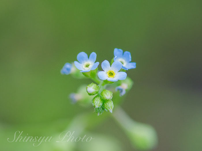 Shinsyu Photo キュウリグサ 長野県安曇野 入笠山 茎や葉を揉むとキュウリの匂いがすることから名付けられたという胡瓜草は ムラサキ科キュウリグサ属の多年草です 同じムラサキ科の花に勿忘草や蝦夷紫があります 別名 タビラコ 田平子 花言葉 愛しい