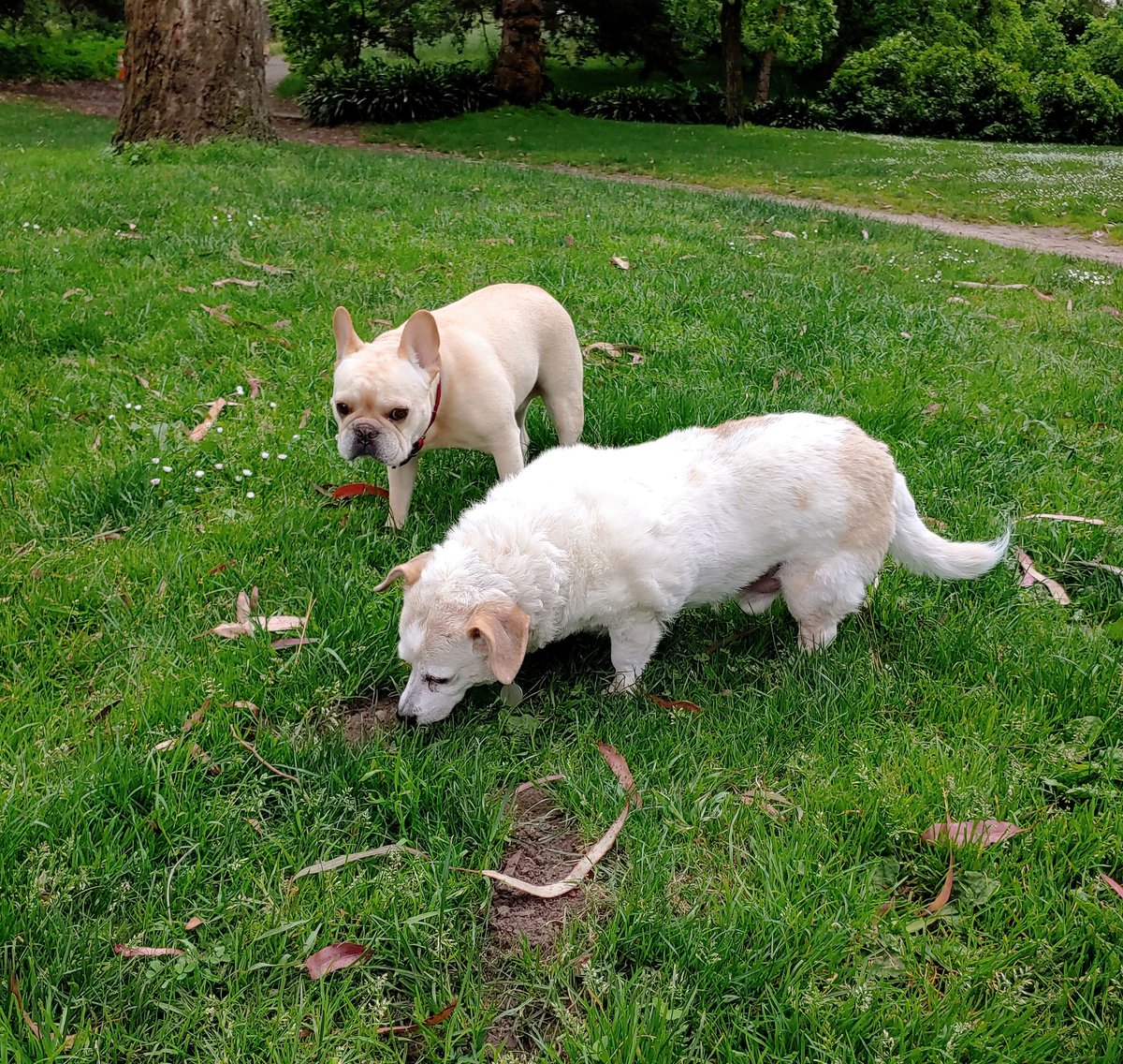 KaHealy's tweet photo. My buddies. @Percysperson #QuarantineDogs https://t.co/NDzG5mJM0o