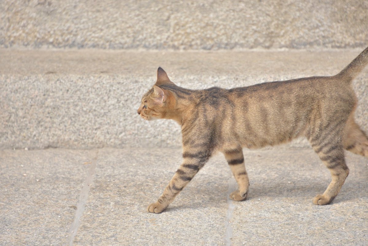 緒路案内所 In 尾道 グッズ制作中 あるく あるく 猫路 尾道 猫 T Co W2g6uytgef Twitter