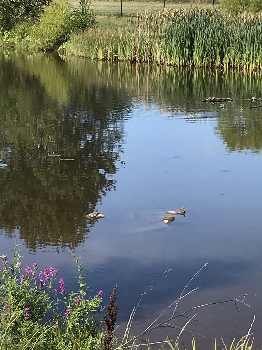 these sun bathing turtles