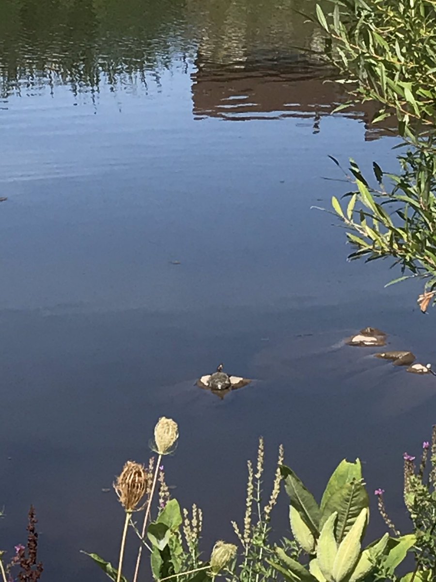these sun bathing turtles