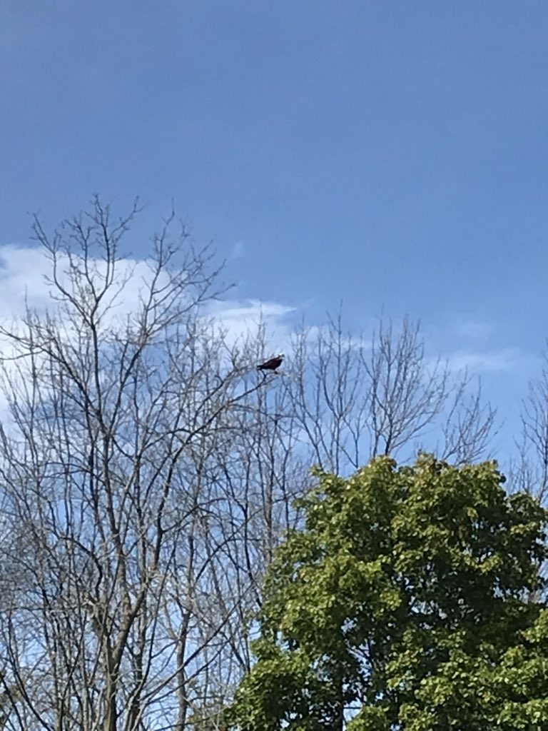 hawk in a tree (we named him petrie)