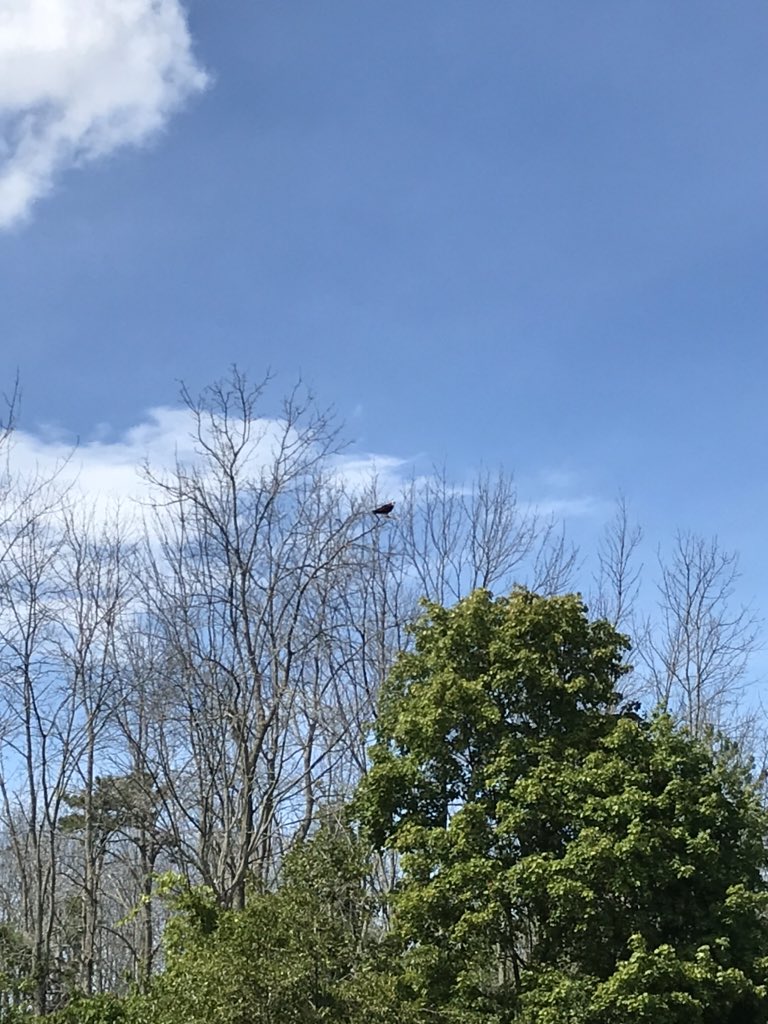 hawk in a tree (we named him petrie)