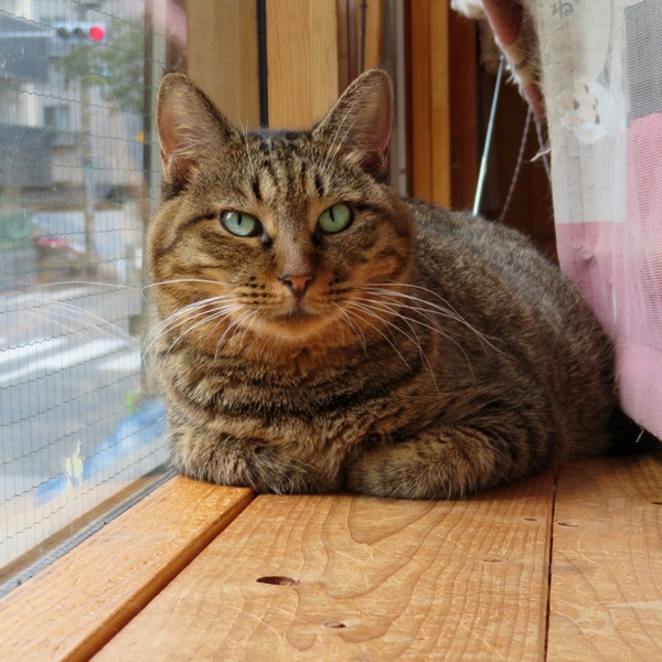 西小山freepaperさん がハッシュタグ にゃんだん邸 をつけたツイート一覧 1 Whotwi グラフィカルtwitter分析