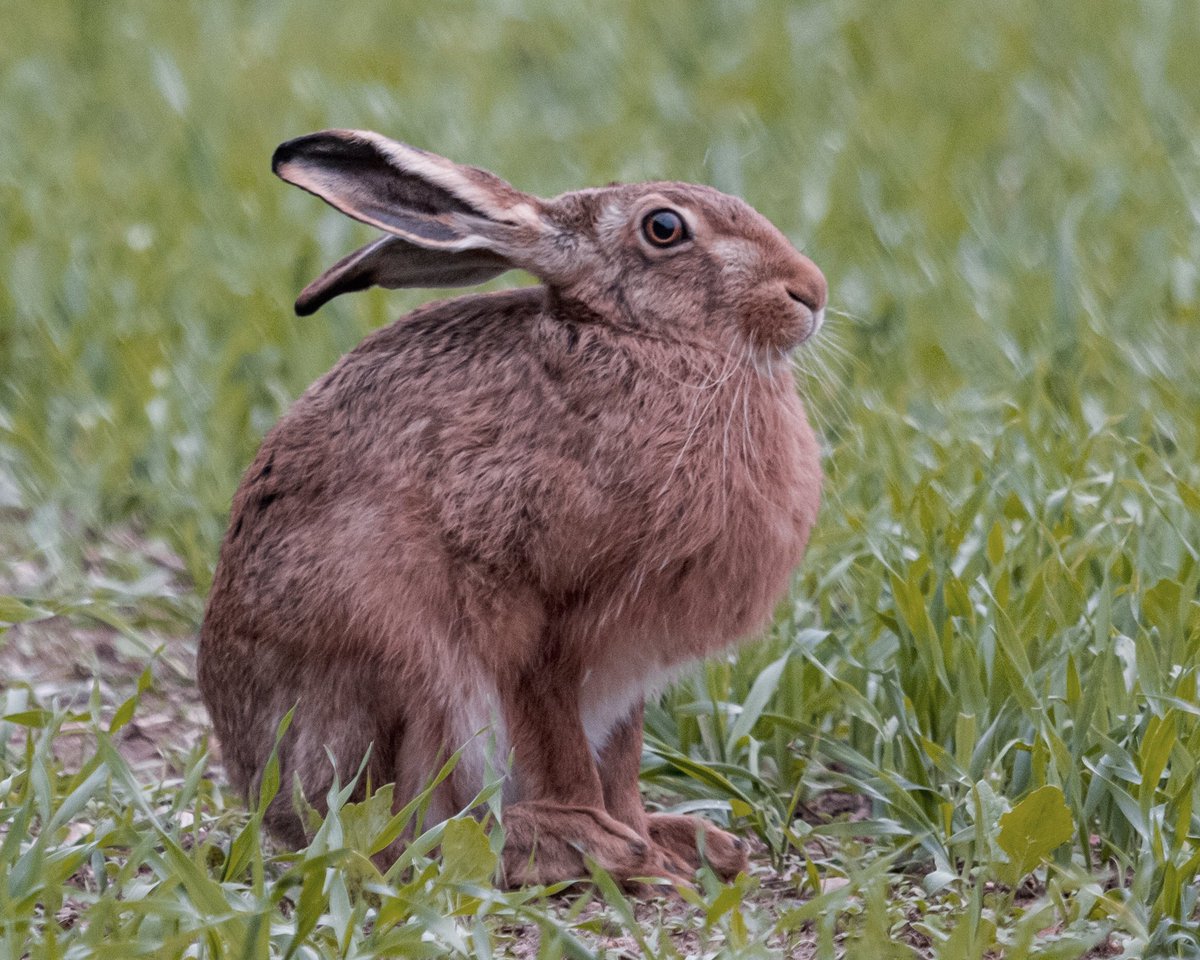 SW_PhotoNature's tweet photo. What big feet you have ... #brownhare #hare #countryfile #bbcwildlifepotd #bbcwildlifemagazine #Norfolk @norfolkwt #klmagazine https://t.co/tLAwC167T3