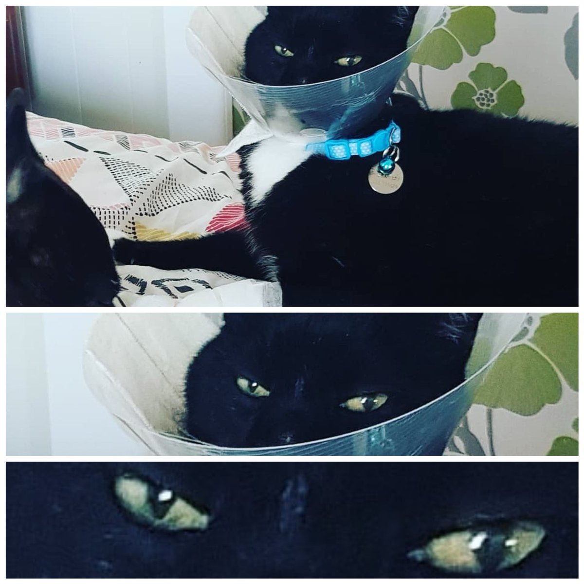 optimisticflick's tweet photo. "Uh, yes, hi. Do you have baby booties?"
"Sure, what size?"
"Like, the smallest ones you have...they're for my cat."
#conehead #cats #hemad #CatsOfTwitter #stoplickingit https://t.co/cskiiaerpl