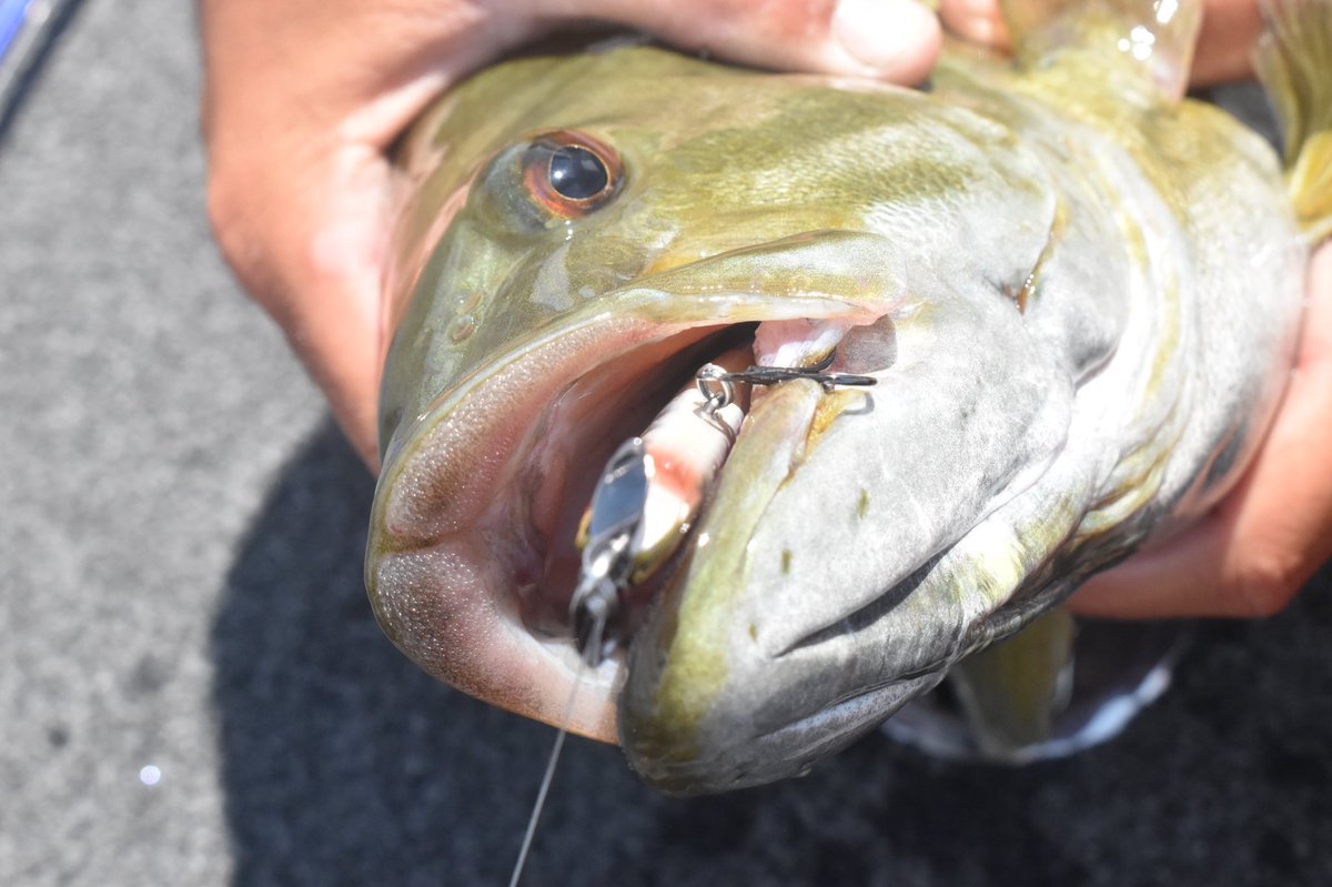 hughcfishing's tweet photo. You’d be hard pressed to find a better spy bait rod than the @castawayrods Taranis 7’ Crankbait Rod! Check out how these fish have been choking it! #castawayrods #bassfishing #fishing #largemouthbass https://t.co/kV4Z5bIWIl