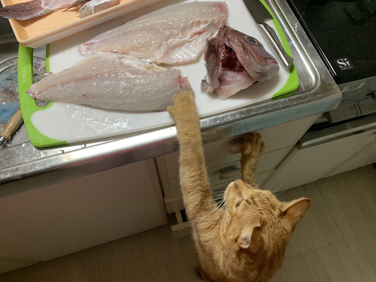 0214Milk's tweet photo. 中華一番に登場した転生春巻きを作ってみました🐟包丁を燃やすのは無理だったので、鯛の切り身を湯引きして火を通しました🔥
頭と尾を添えて写真を撮りたかったのですが、養殖の鯛は見栄えがイマイチだったので、今度天然物が手に入った時に… #中華一番　#きまぐれクック https://t.co/PUp4zttw6P