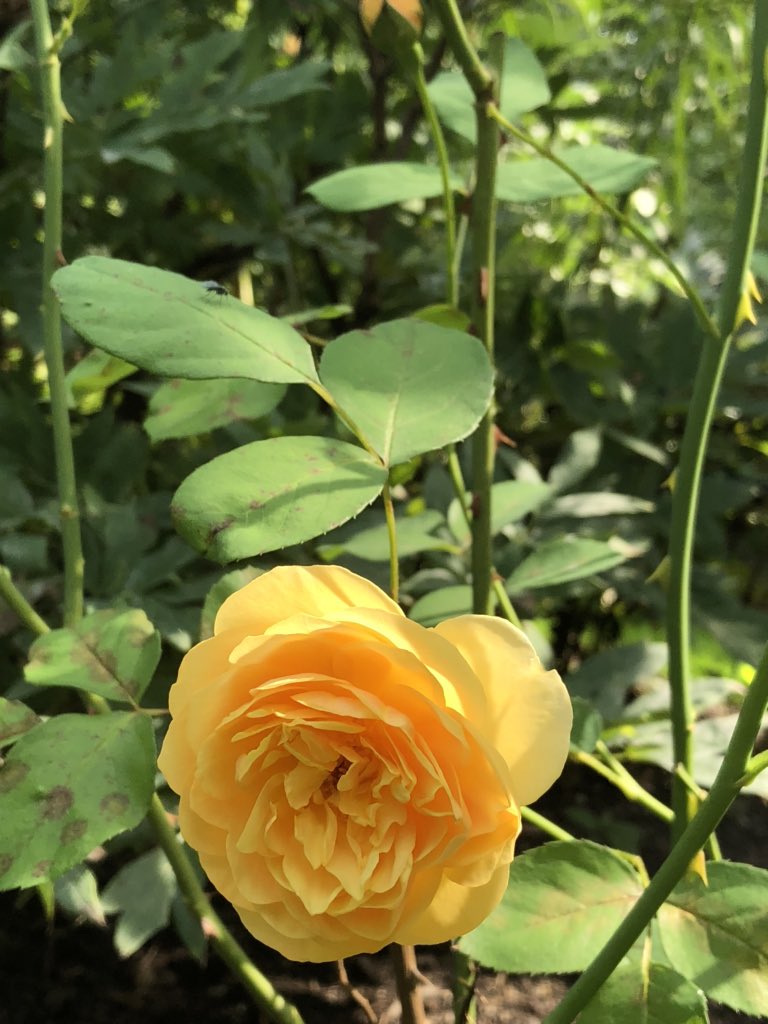Late summer beauty 
#indigoscentedgarden #rose #smellinggreat #FlowerReport