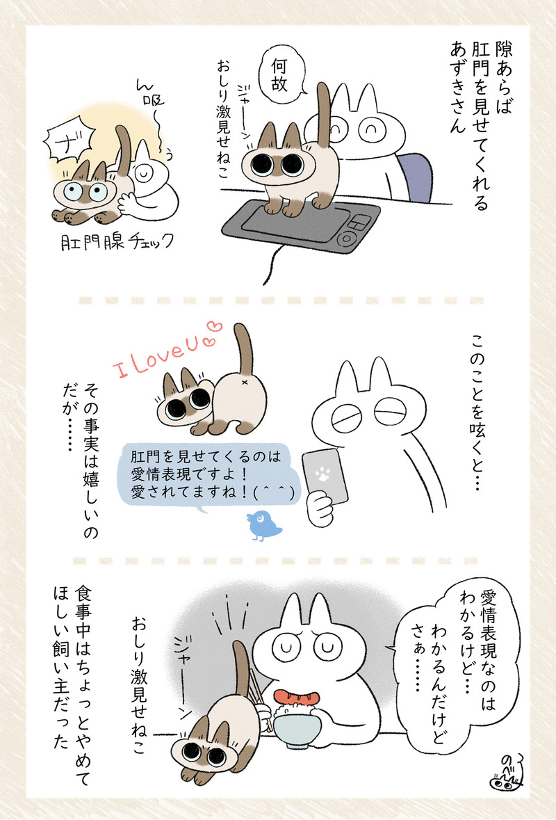 あずきさんはおしりなめるのへたっぴだからよけいにやめてほしい(うんちついてたら拭くけどね) #シャム猫あずきさんは世界の中心 